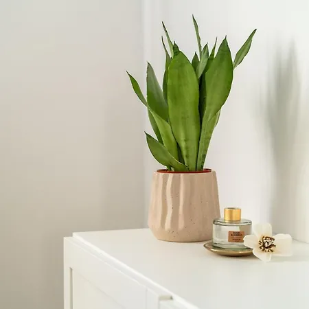 דירה Olive Family House *