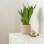 Apartamento Olive Family House *